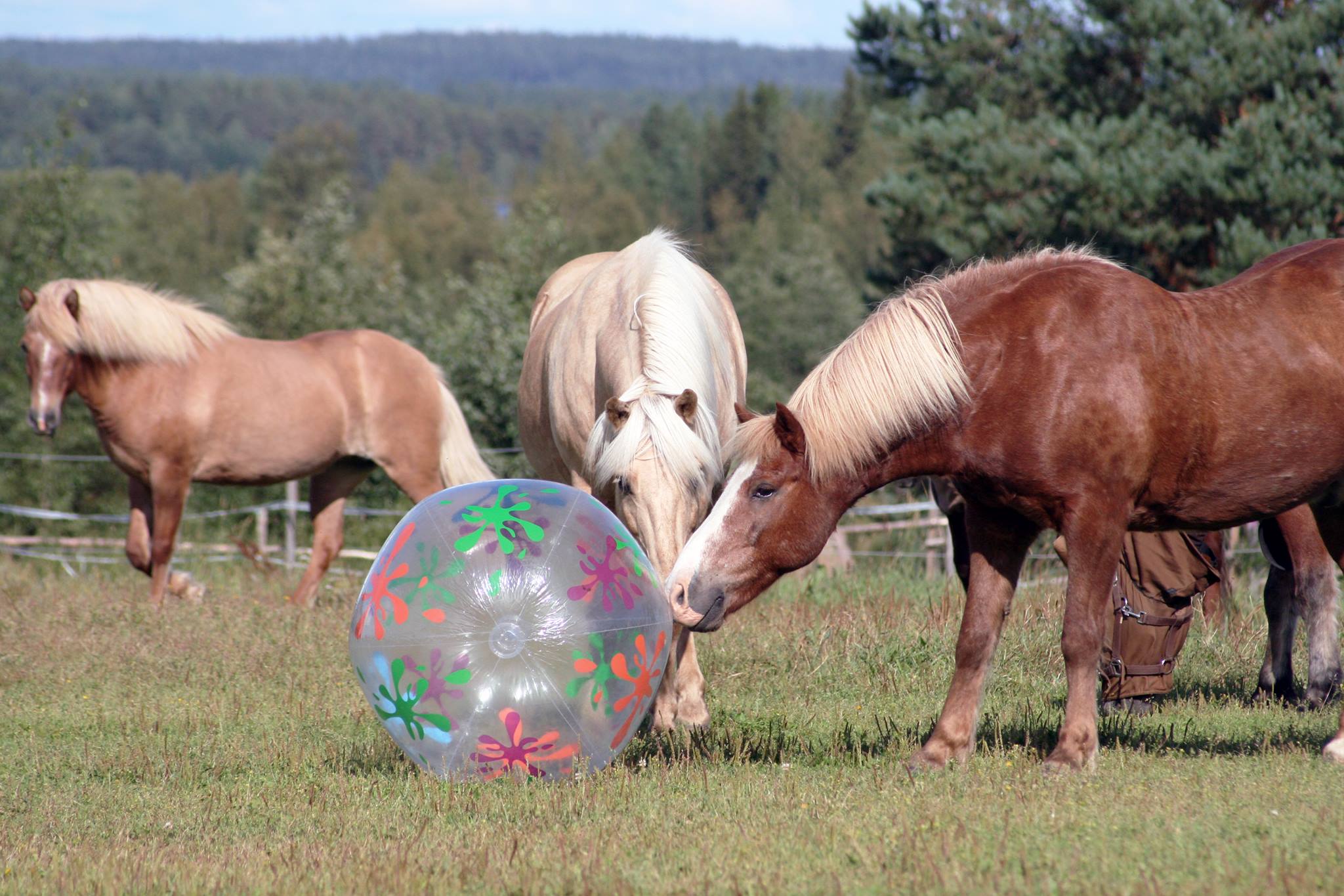 Hevoset leikkivät laitumella pallolla