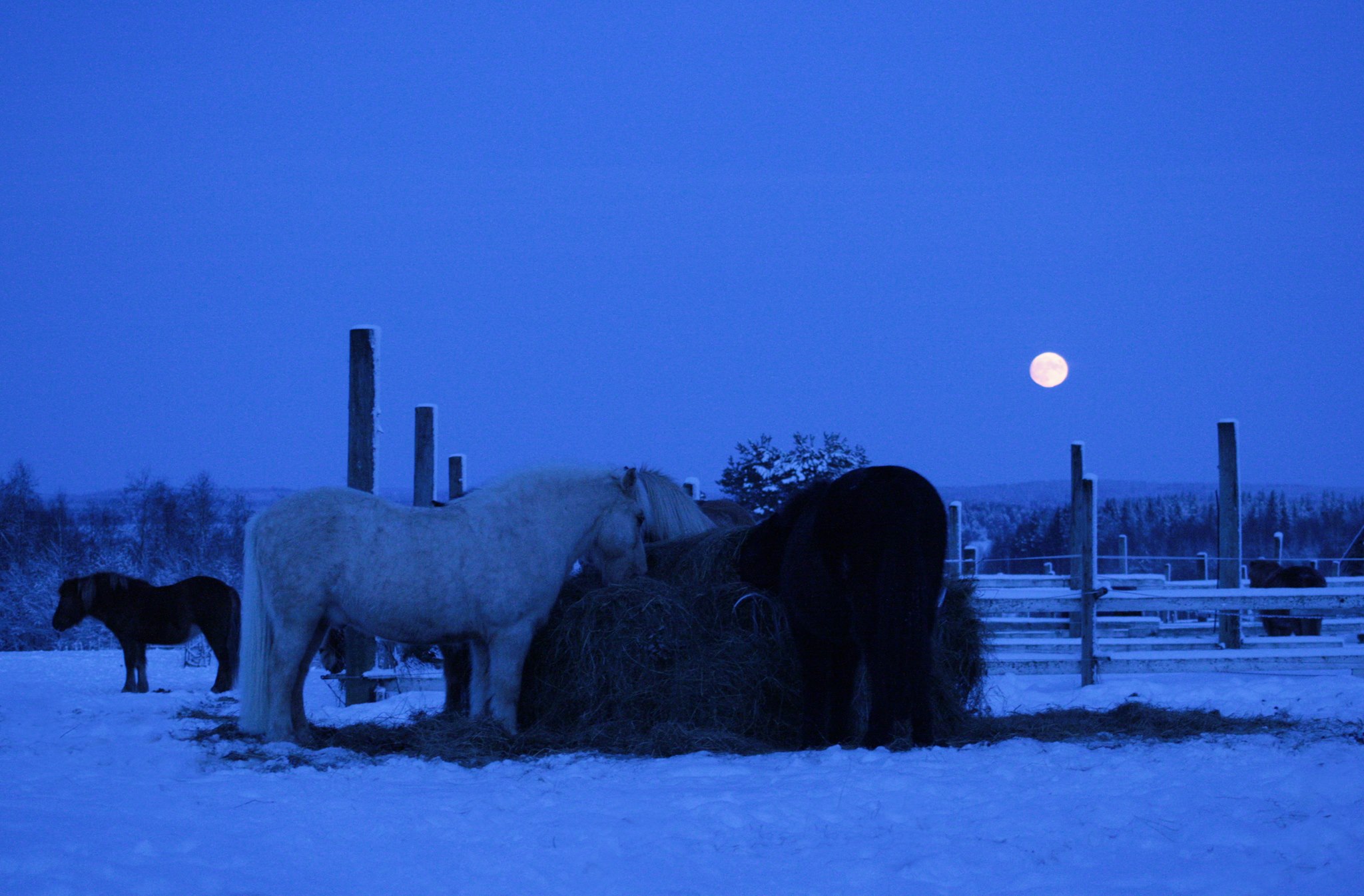 Hevoset talvella syömässä heinää kuutaman valossa